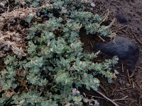 Atriplex glauca ssp ifniensis 3, Saxifraga-Ed Stikvoort